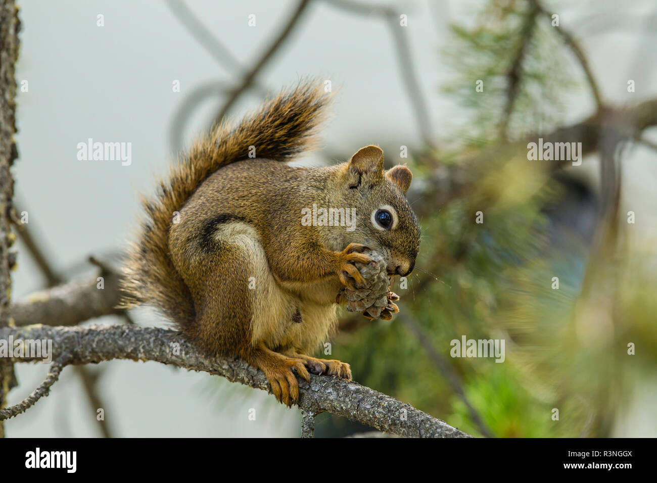 Kanada, Yukon, Whitehorse, Yukon Eichhörnchen (Tamiasciurus hudsonicus) und Pine Cone. Stockfoto