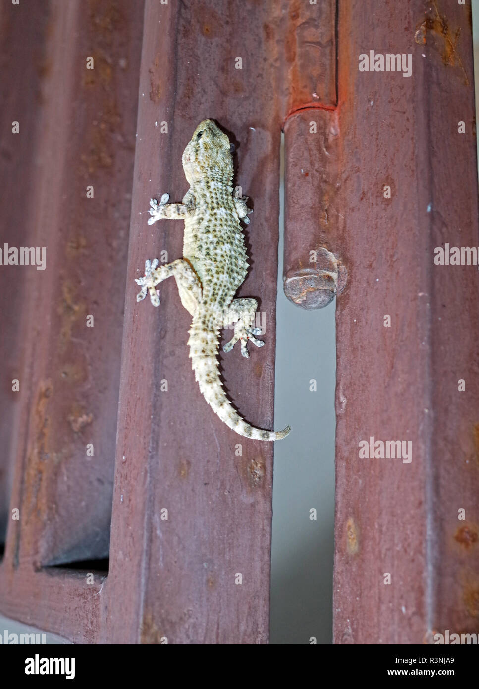 Geckos (Gekkonidae) Stockfoto