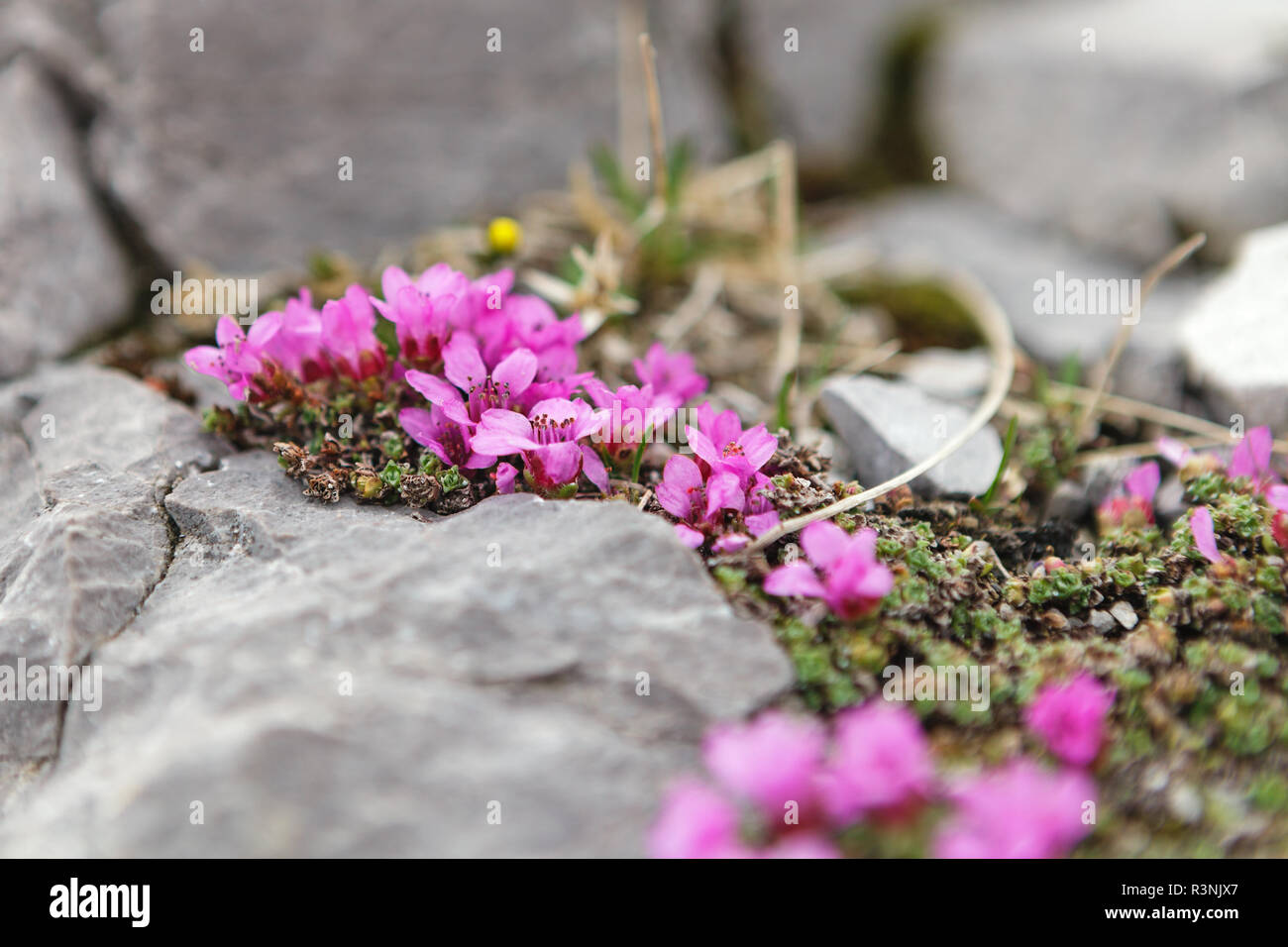 Silene acaulis Wildflower in natürlicher Umgebung Stockfoto