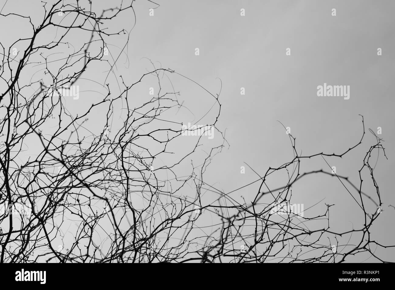 Zweige mit Dornen und bewölkten grauen Himmel. Stockfoto