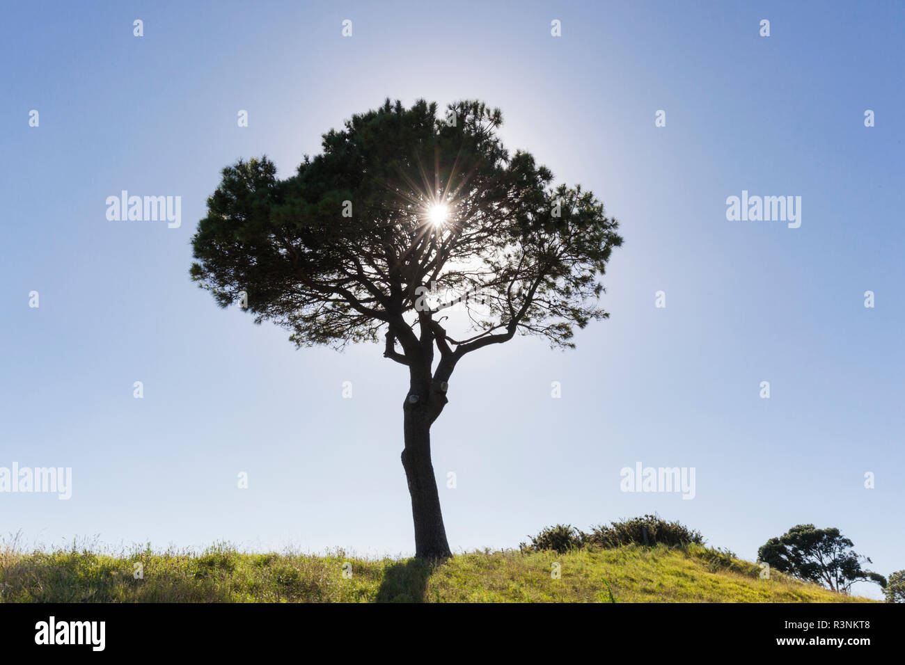 Neuseeland, Nordinsel, Coromandel Halbinsel. Hahei, Cathedral Cove wandern, Baum Stockfoto