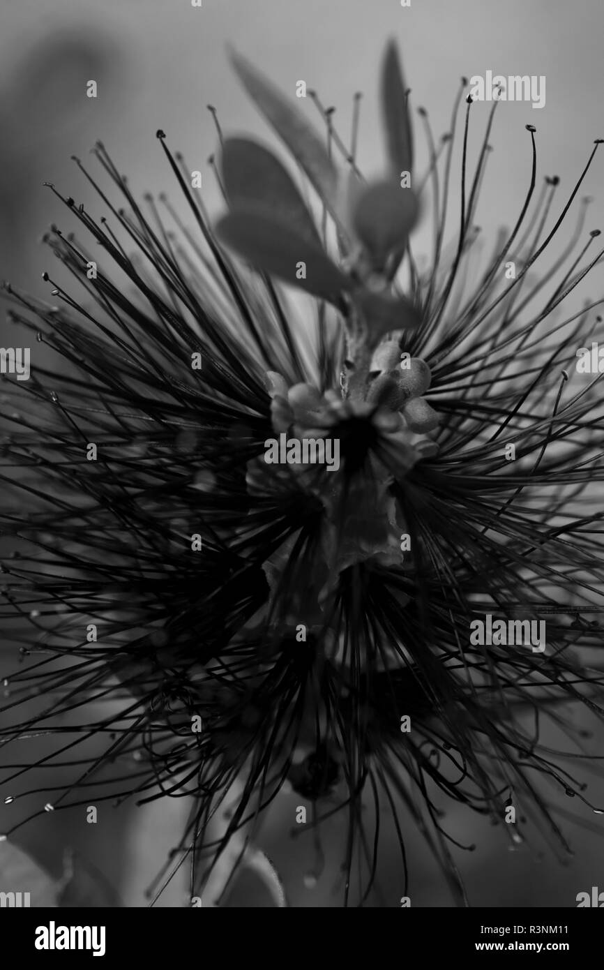 Callistemon bottlebrush Pflanze Makro abstract Blur. Schwarz und Weiß. Stockfoto