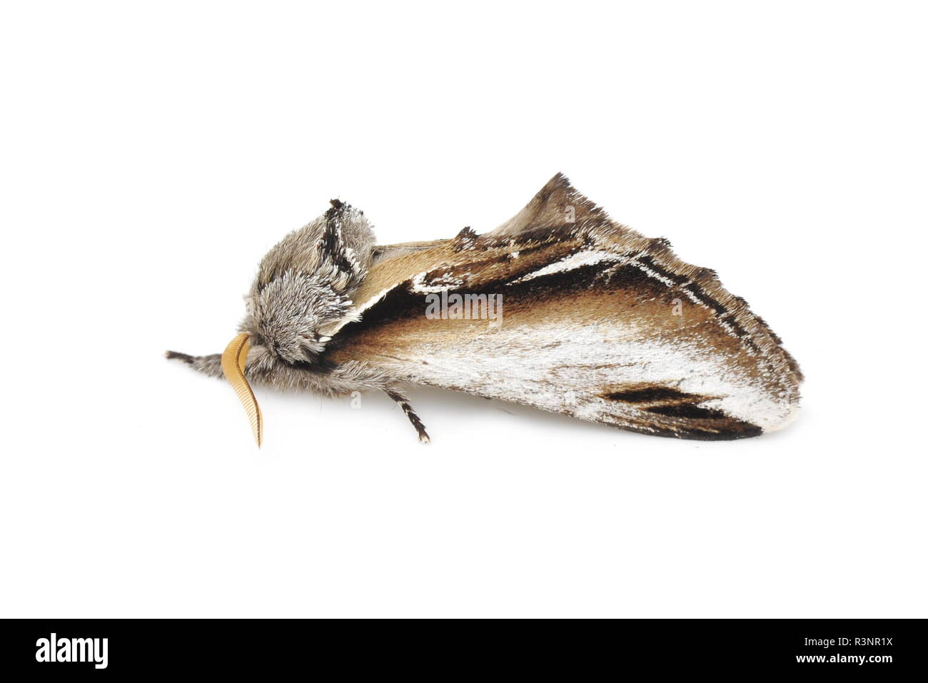 Das Swallow Prominent motte Pheosia tremula auf weißem Hintergrund Stockfoto