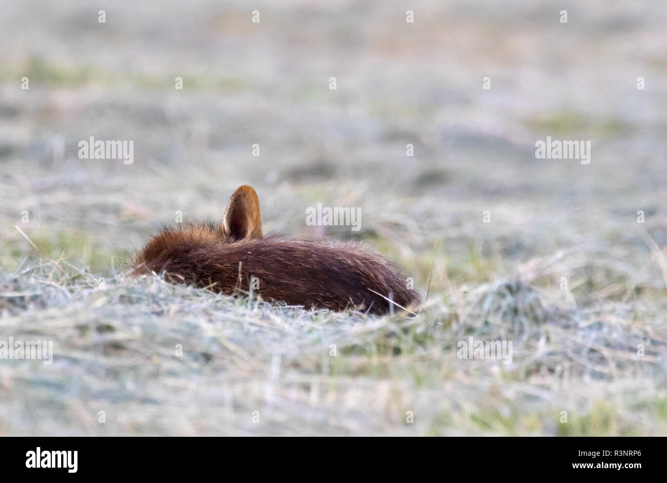 Red Fox (Vulpes vulpes) sleepinf im Heu, England Stockfoto