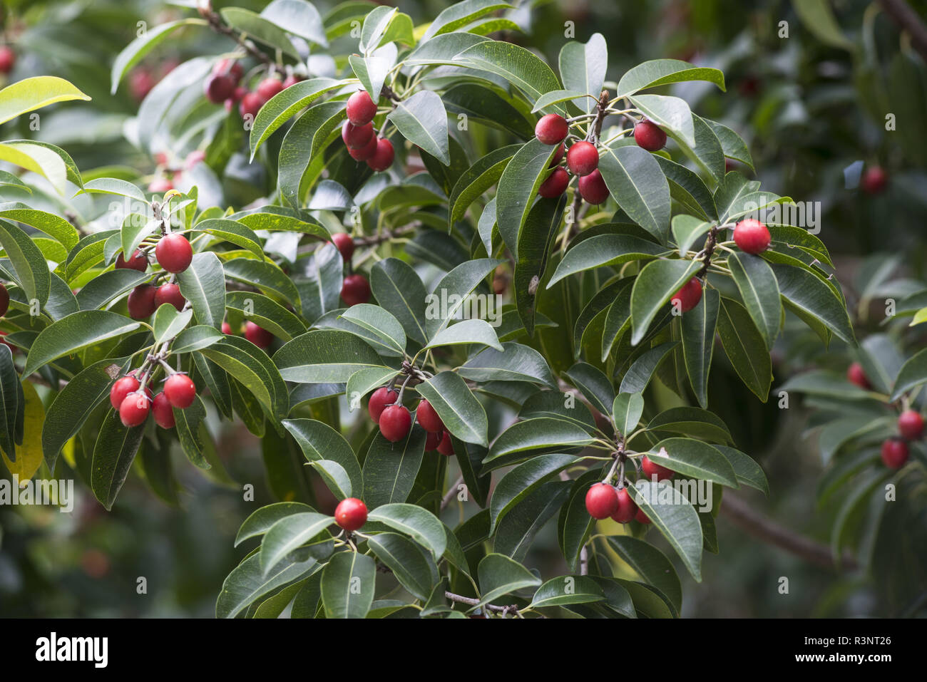 Obst (Mimusops elengi Mimusops) auf dem Baum in trockenen Wald. Trockenen Wald. Neukaledonien. Stockfoto