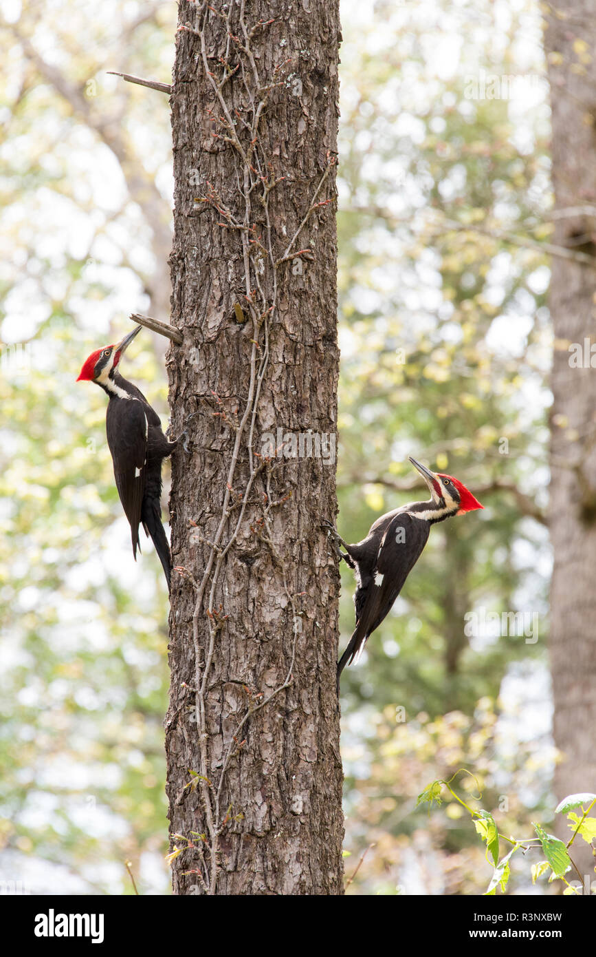 USA, Tennessee, Great Smoky Mountain National Park. Pileated Spechte durchführen Balztanz um Baum. Stockfoto