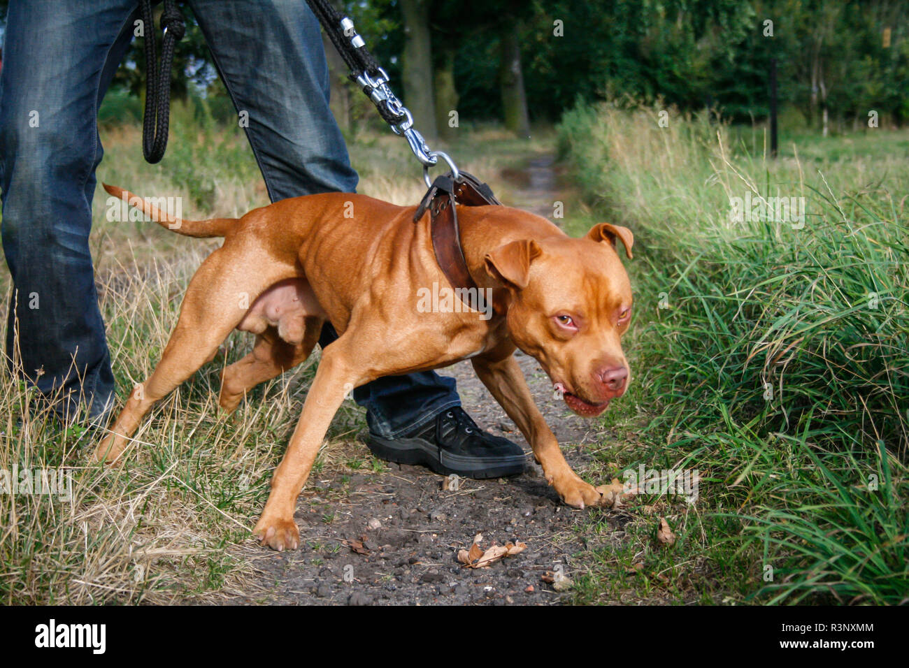 Rot/red nose American Pit Bull Terrier Hund Ziehen an der Leine Stockfoto