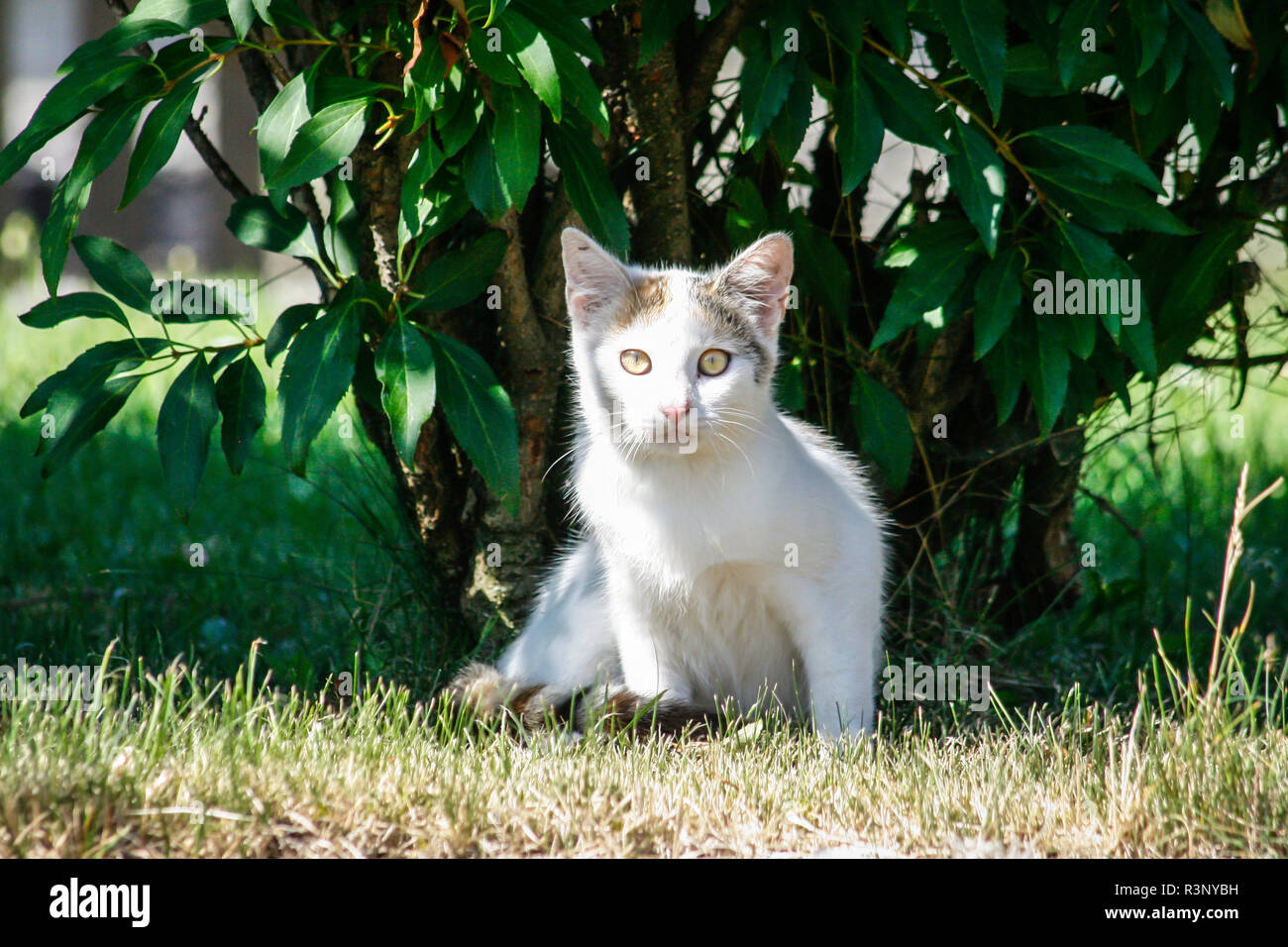 Weiß jung Farm cat liegen unter einem Busch Stockfoto