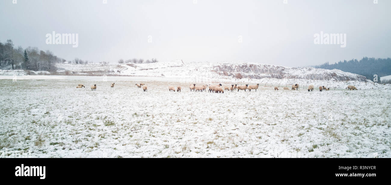 Eine Herde der schwarzen Schafe konfrontiert ist Beweidung in die verschneite Landschaft. Die Schafe der Rasse Suffolk Schafe. Stockfoto