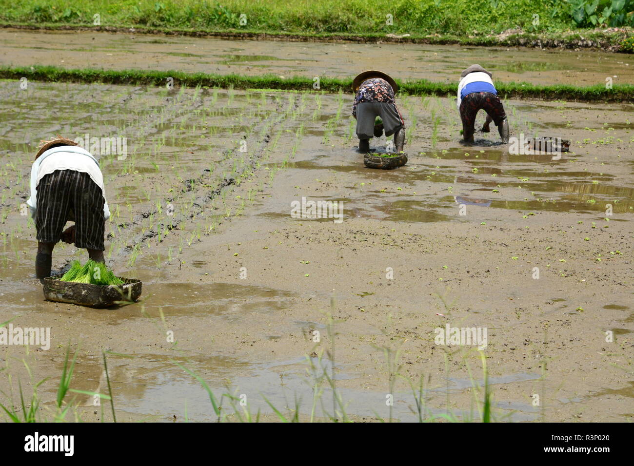 Arbeitnehmer in Reisfeldern. Ubud. Bali. Indonesien Stockfoto