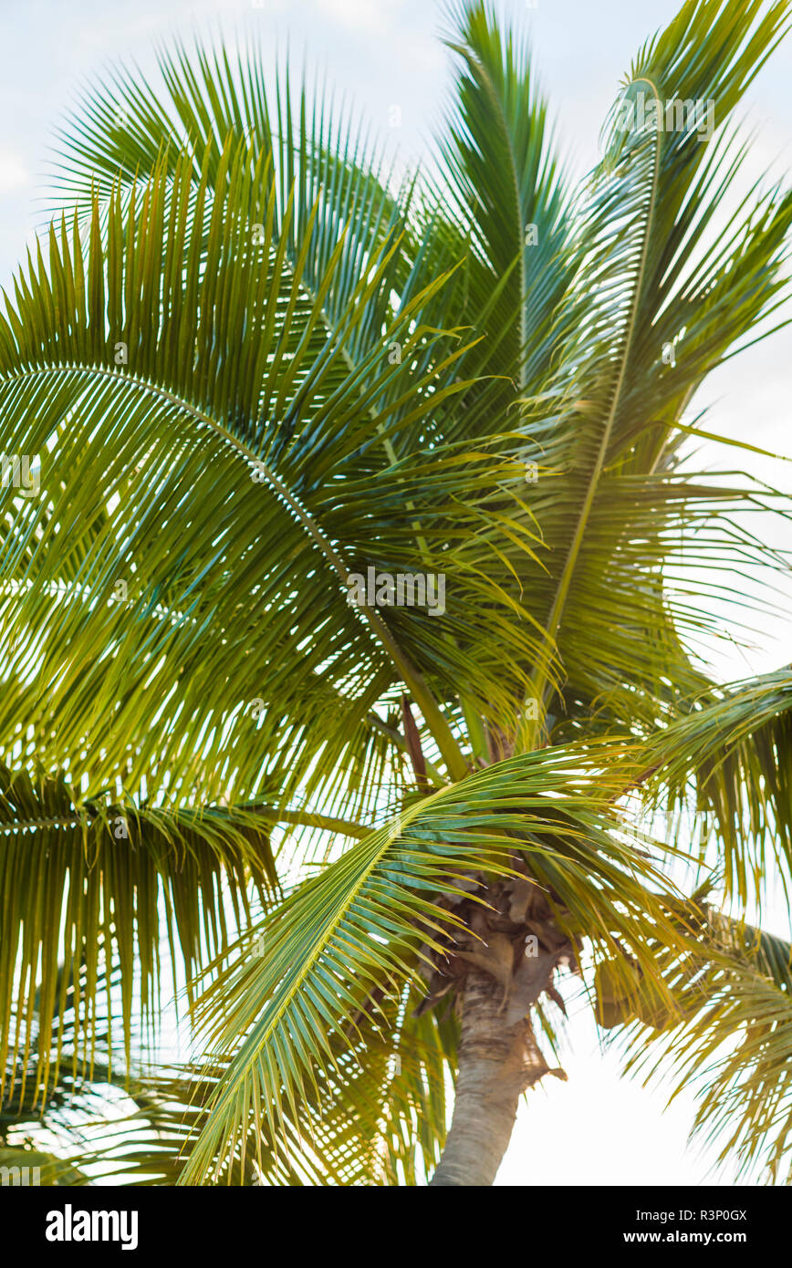 Französische Antillen, St. Martin. Baie Nettle, Palme, morgen Stockfoto