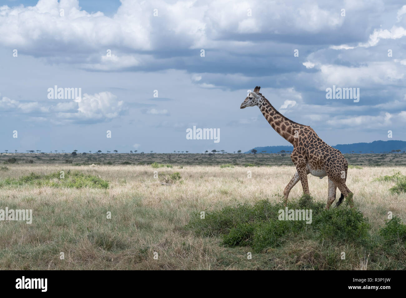 Masai Giraffe (Giraffa Camelopardalis) tippelskirchii in Masai Mara Region von Kenia in Ostafrika Stockfoto