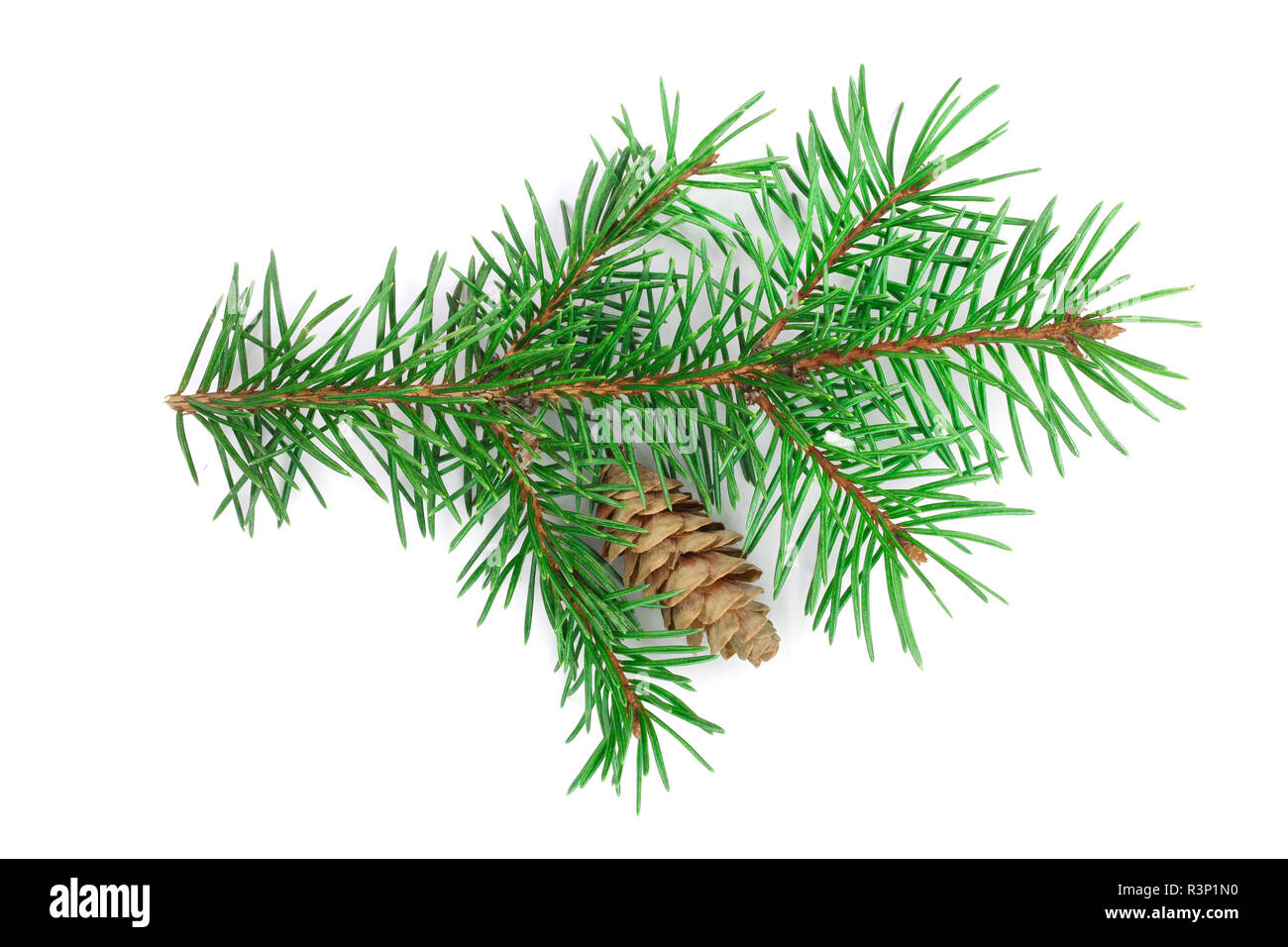 Fir Tree Branch mit Kegel auf einem weißen Hintergrund schließen isoliert. Ansicht von oben Stockfoto