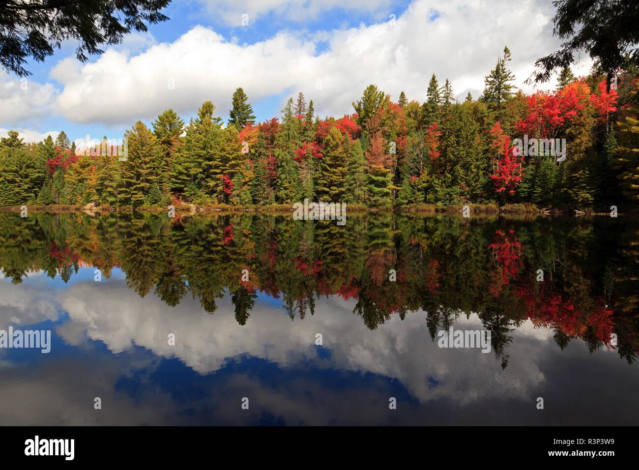 Herbst Laub hot spot Stockfoto