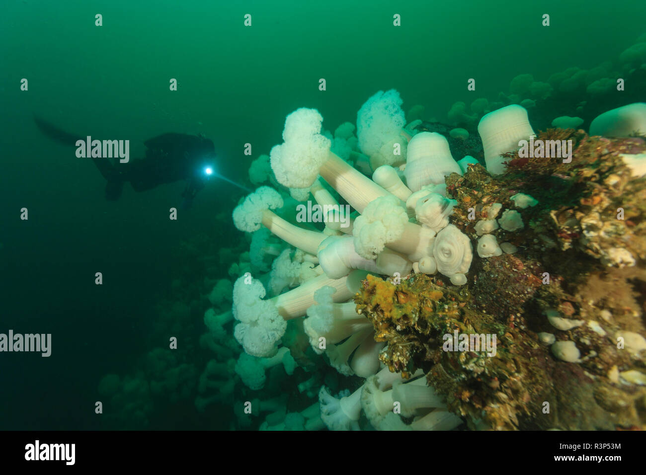 Scuba Diver, Unterwasserwelt, Browning Passage, nördlichen Vancouver Island, British Columbia, Kanada (MR) Stockfoto