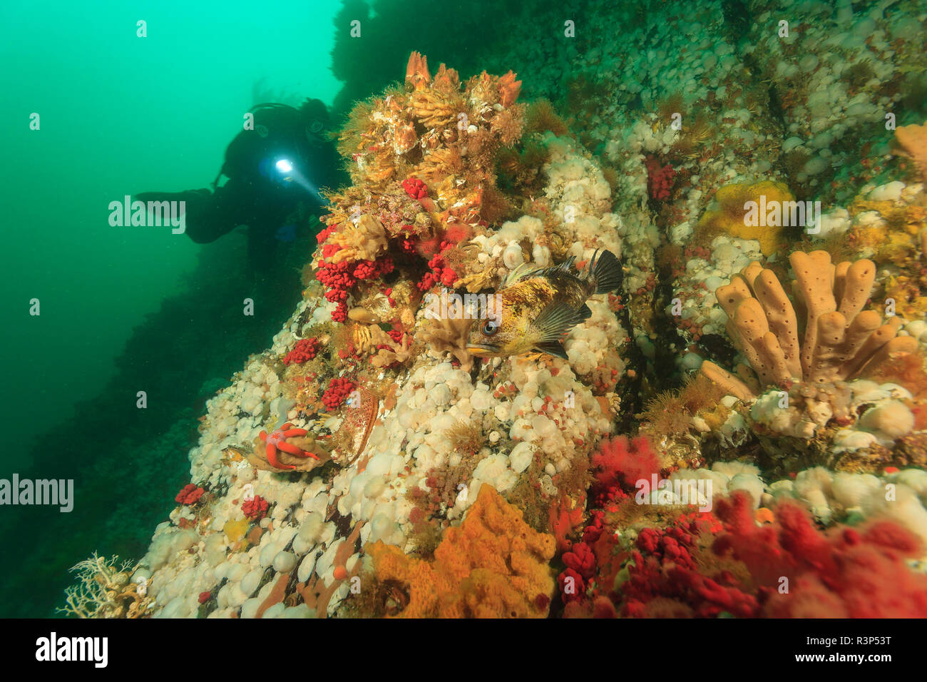 Scuba Diver, Unterwasserwelt, Browning Passage, nördlichen Vancouver Island, British Columbia, Kanada (MR) Stockfoto