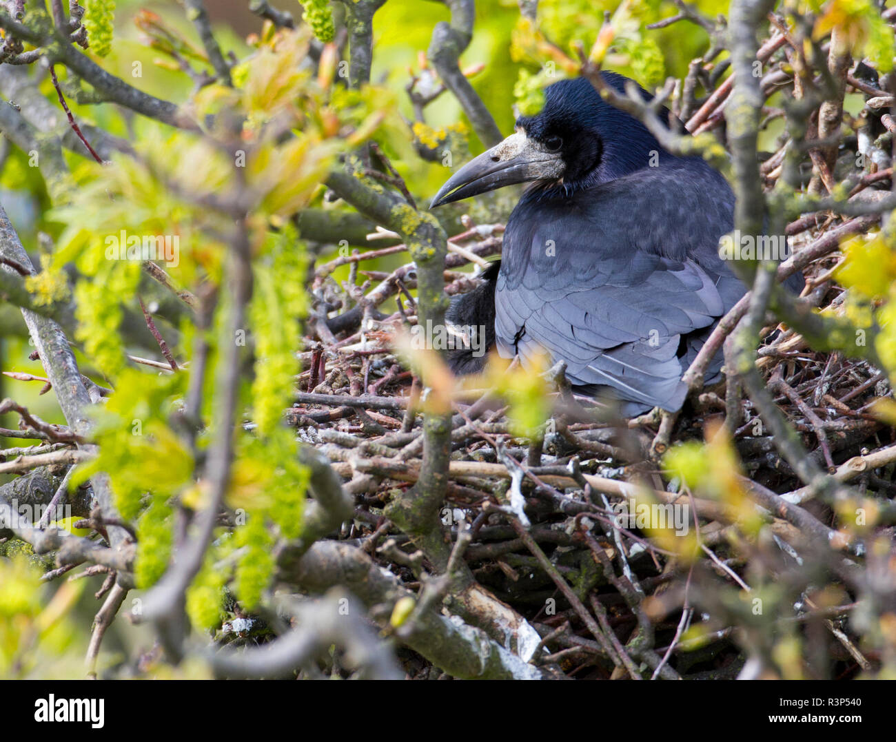 Rook brütende Küken im Nest. Corvus frugilegus Stockfoto