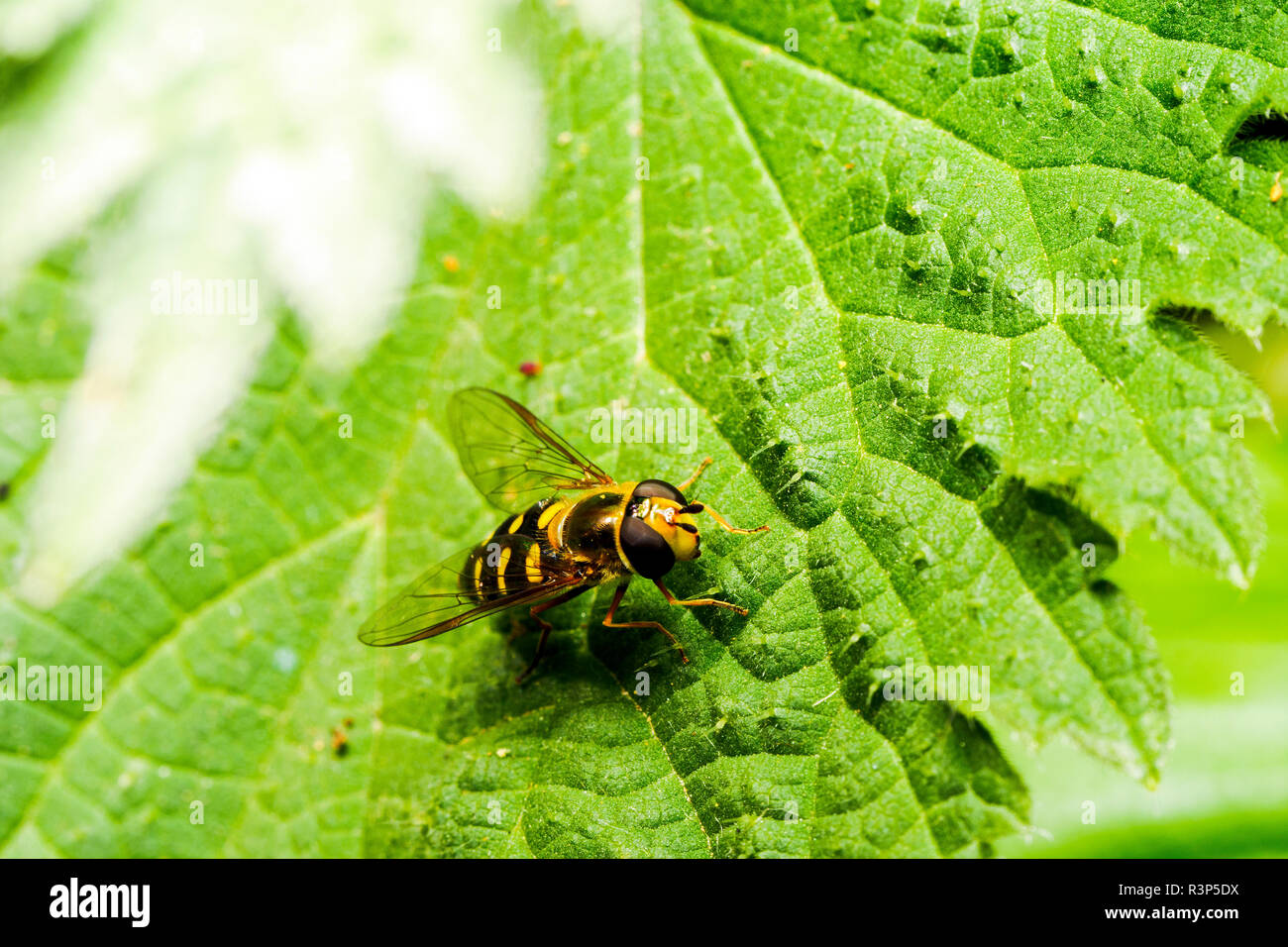 (Scaeva pyrastri Hoverfly) - London, England Stockfoto