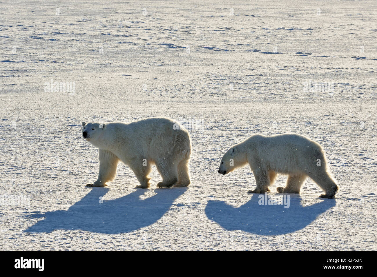 Kanada, Manitoba, Churchill. Eisbären auf gefrorene Tundra. Stockfoto