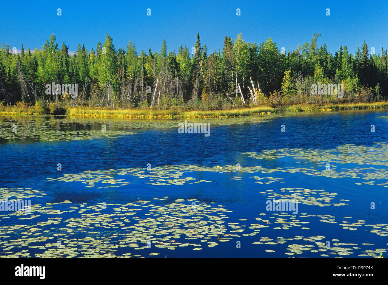 Kanada, Northwest Territories. Landschaft mit Teich und Wald. Stockfoto