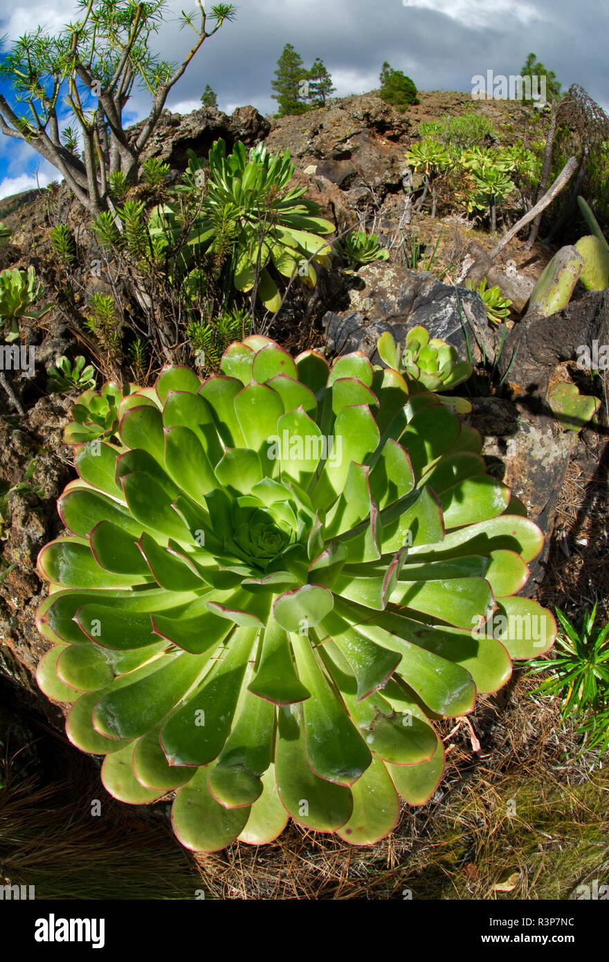 Aeonium Bejeque (sp), Es handelt sich um eine endemische Pflanze der  Kanaren Insel Teneriffa Stockfotografie - Alamy