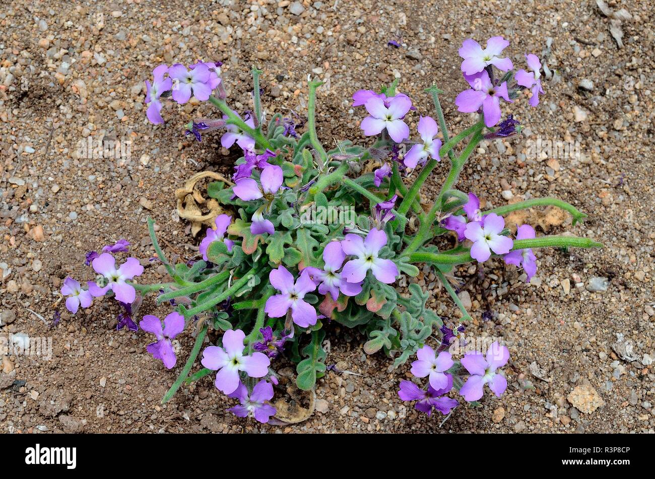 Matthiola Tricuspidata Stockfotos und bilder Kaufen Alamy