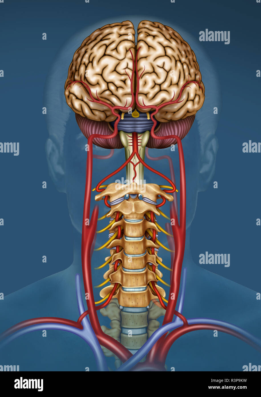 Illustration der Blutversorgung des Gehirns. Das Gehirn hat wenig Kapazität, Nährstoffe zu speichern, aber es braucht eine hohe Versorgung mit Sauerstoff und Glukose. Stockfoto