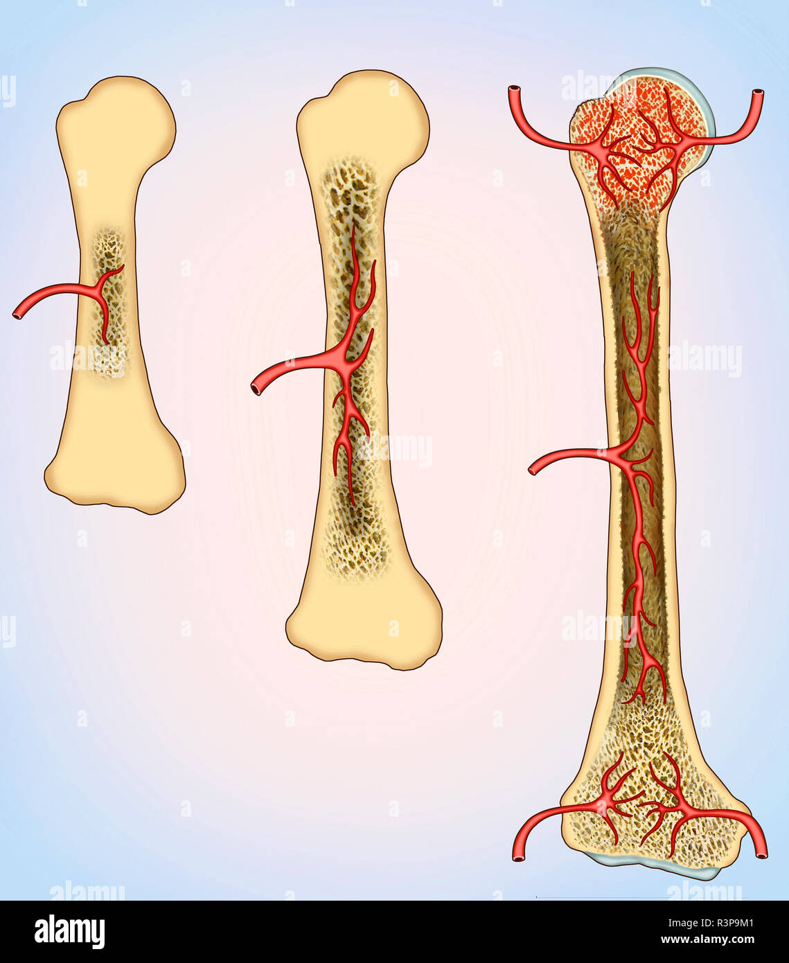 Illustration des Prozesses der Bildung von neuem Knochengewebe durch Zellen, die Osteoblasten genannt werden. Es steht in Zusammenhang mit Wachstumsfaktoren und molekularen Proteinen. Stockfoto