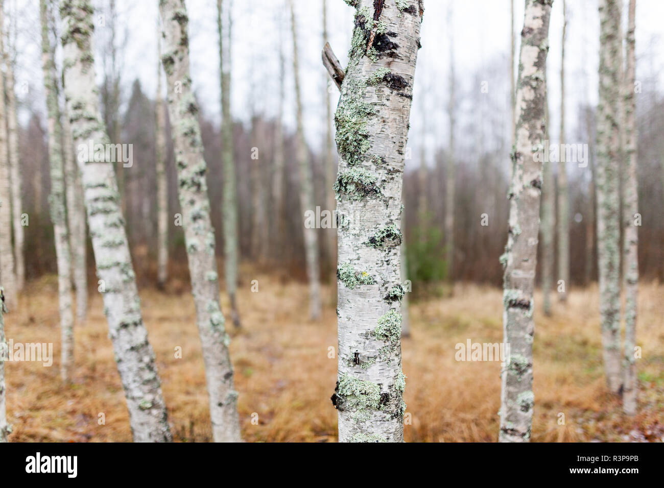 Birke Wald landschaft in Finnland Stockfoto