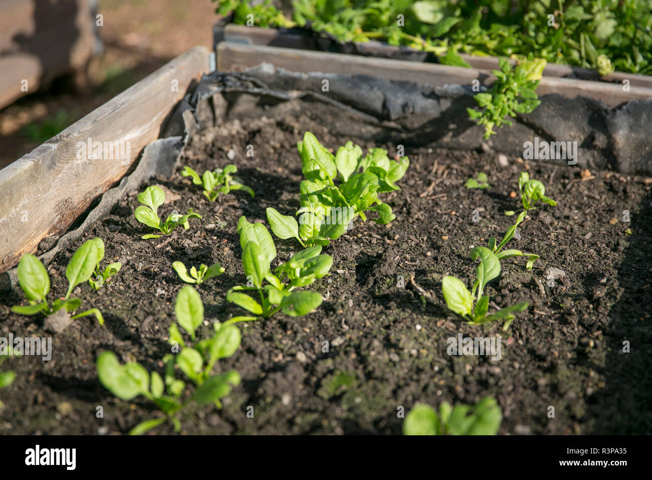 Salat im Gemüsegarten, Urban Gardening Stockfoto