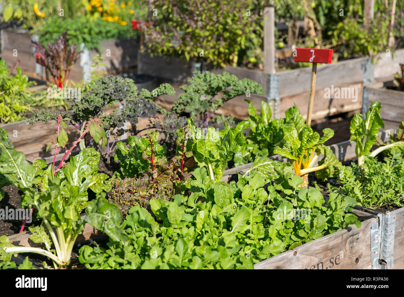 Salat in gemÃ¼sebeeet, Urban Gardening Stockfoto