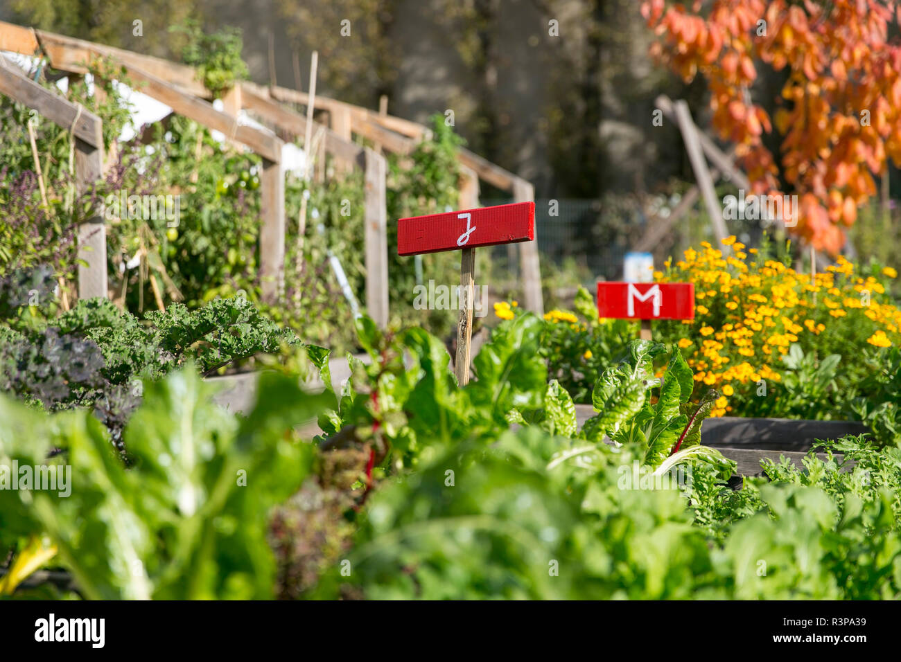Gewächshaus mit Gemüsegarten Urban Gardening Stockfoto