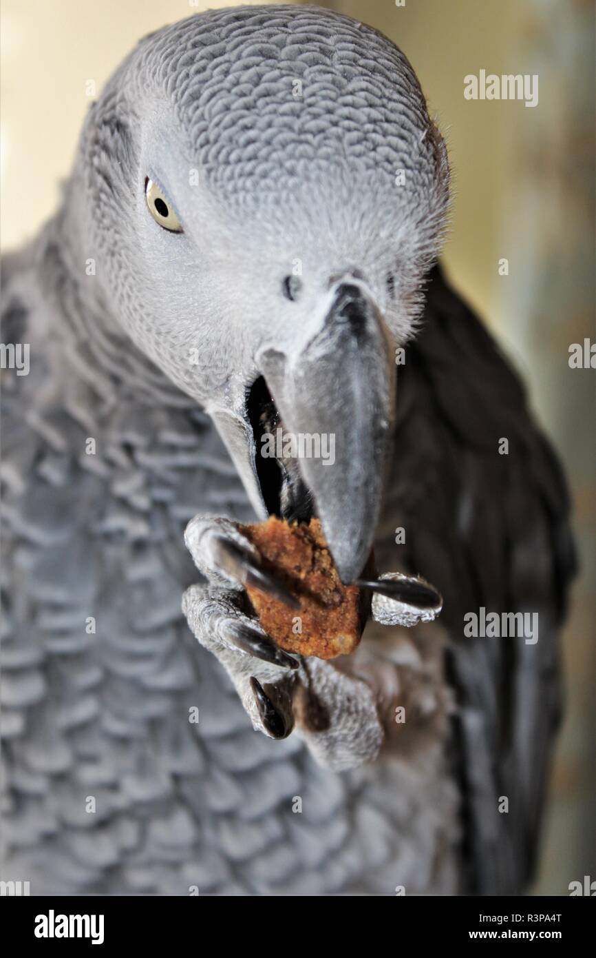 Eine inländische, männlich, Graupapagei. Stockfoto