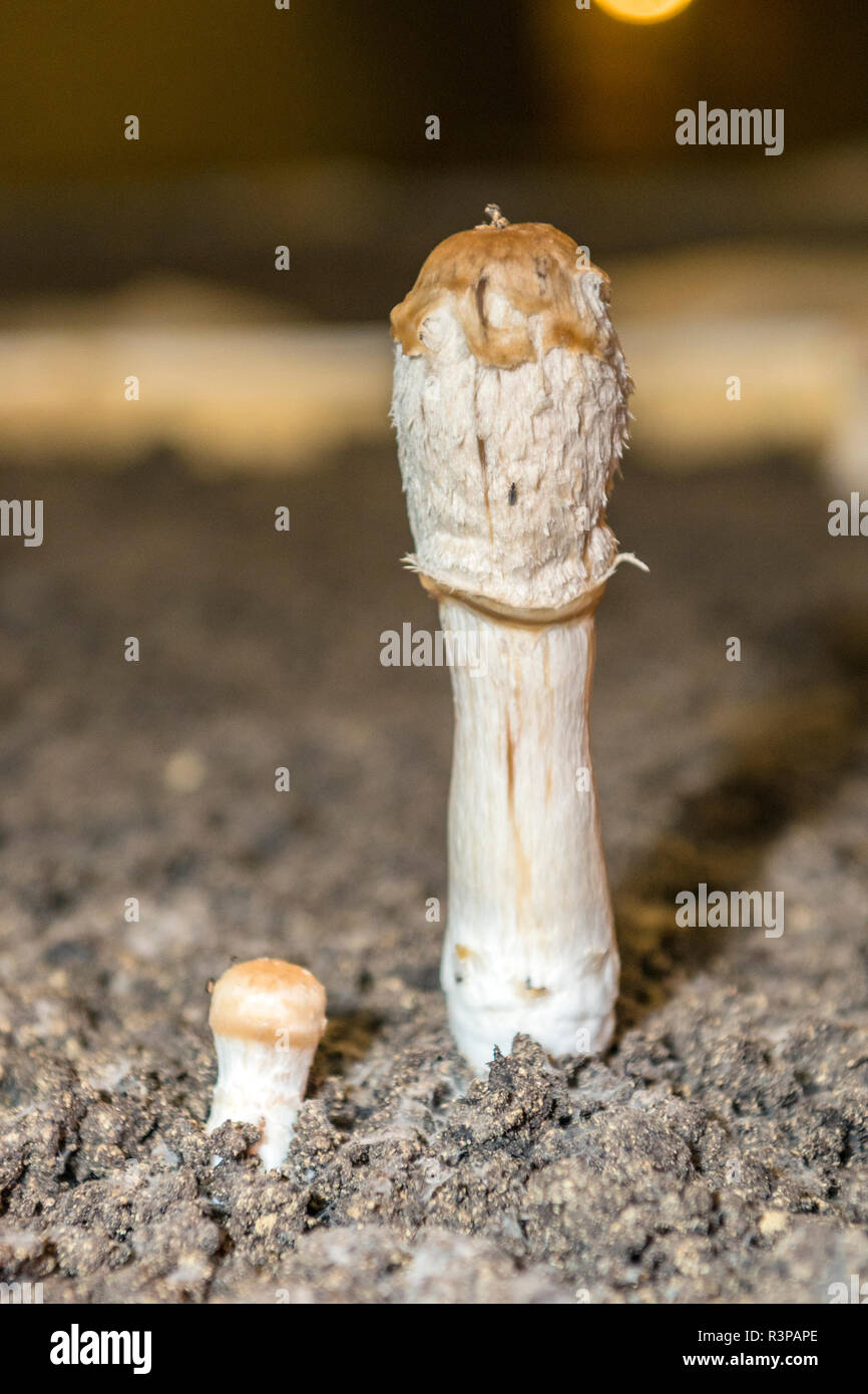 Pilze, Pilz, Museum, Saumur, Loire Tal, Frankreich, Europa Stockfoto
