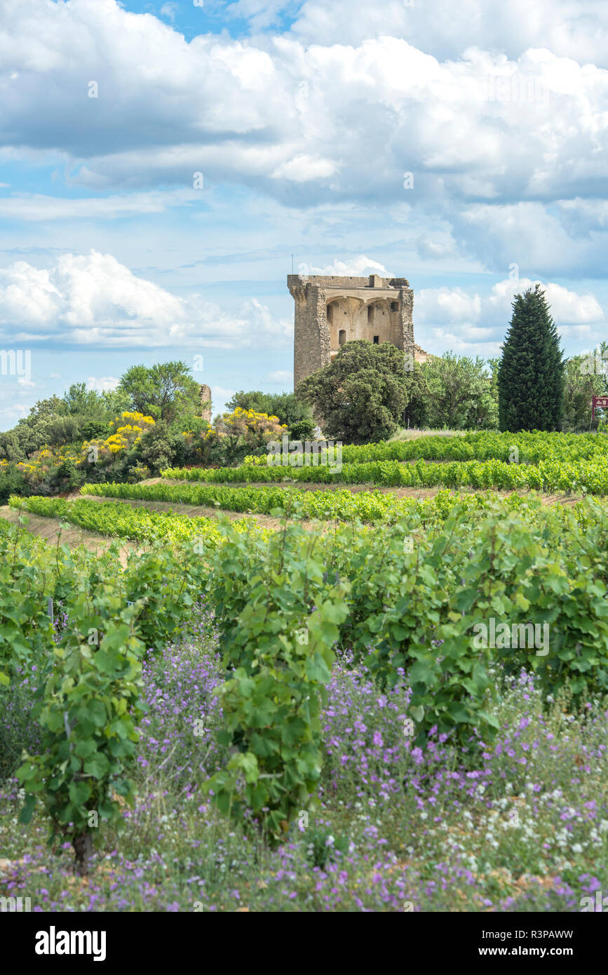 Weinberg, Rhonetal, Ruinen der Burg, Chateauneuf du Pape, Frankreich, Europa Stockfoto