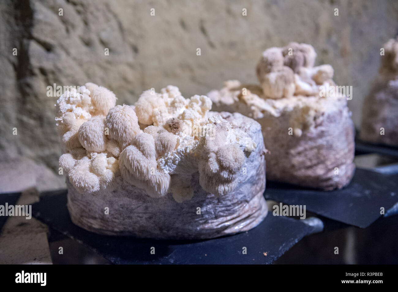 Pilze, Pilz, Museum, Saumur, Loire Tal, Frankreich Stockfoto