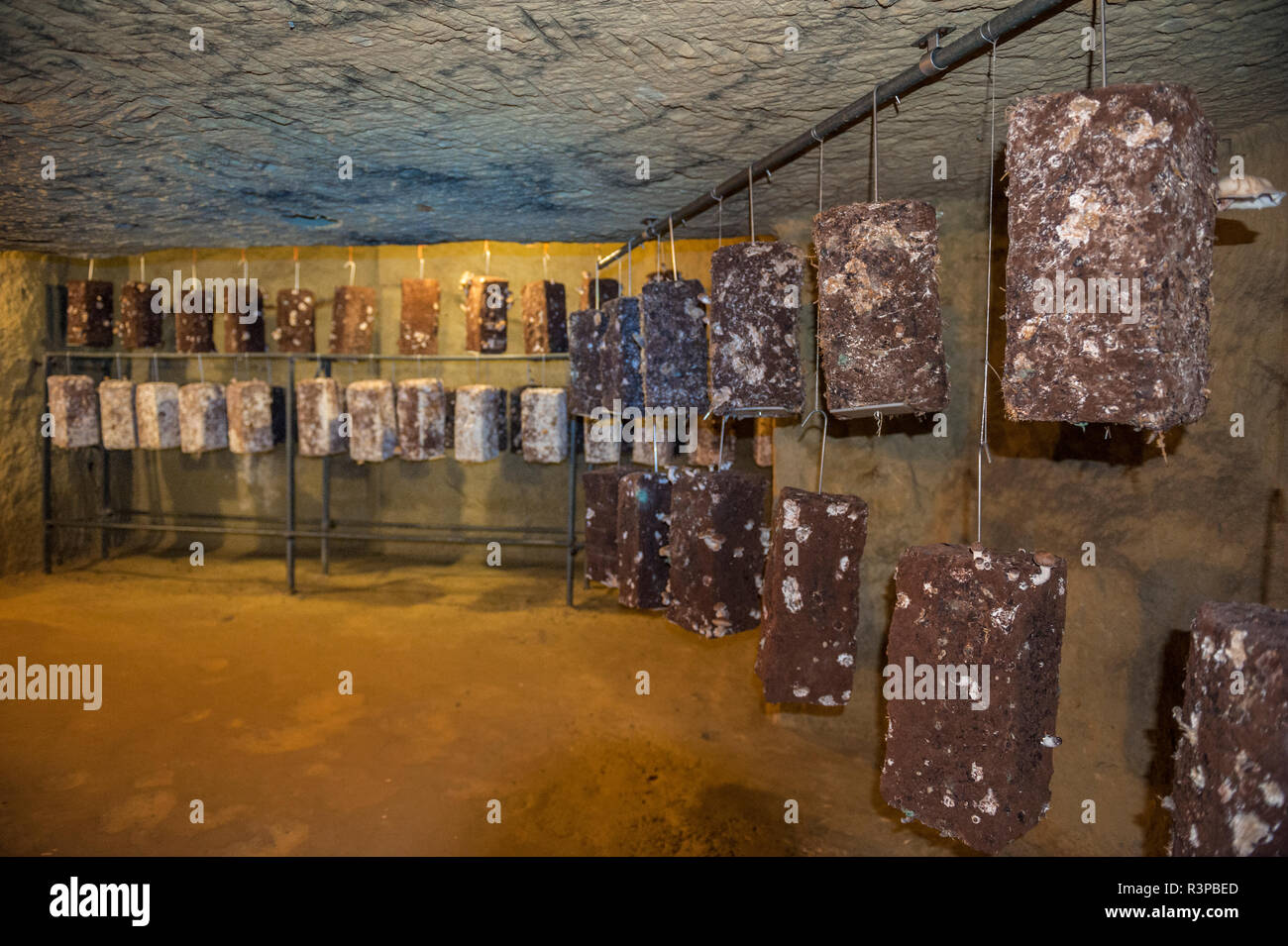 Pilze, Pilz, Museum, Saumur, Loire Tal, Frankreich Stockfoto