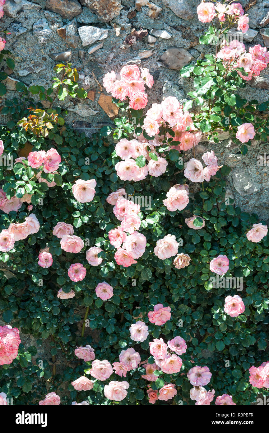 Kletterrosen, Château de Villandry, Loire Tal, Frankreich Stockfoto