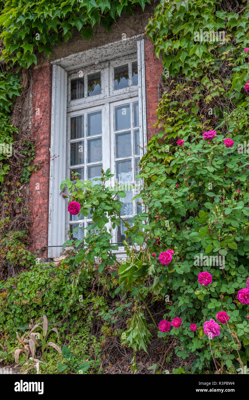 Kletterrose, Caudebec en Caux, Normandie, Frankreich Stockfoto