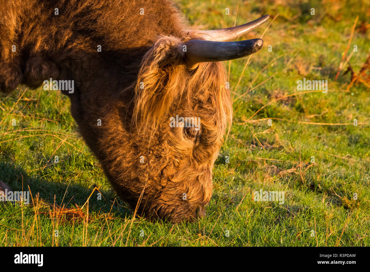 Rinder grasen auf der Hollies Nature Reserve in South Shropshire. Stockfoto