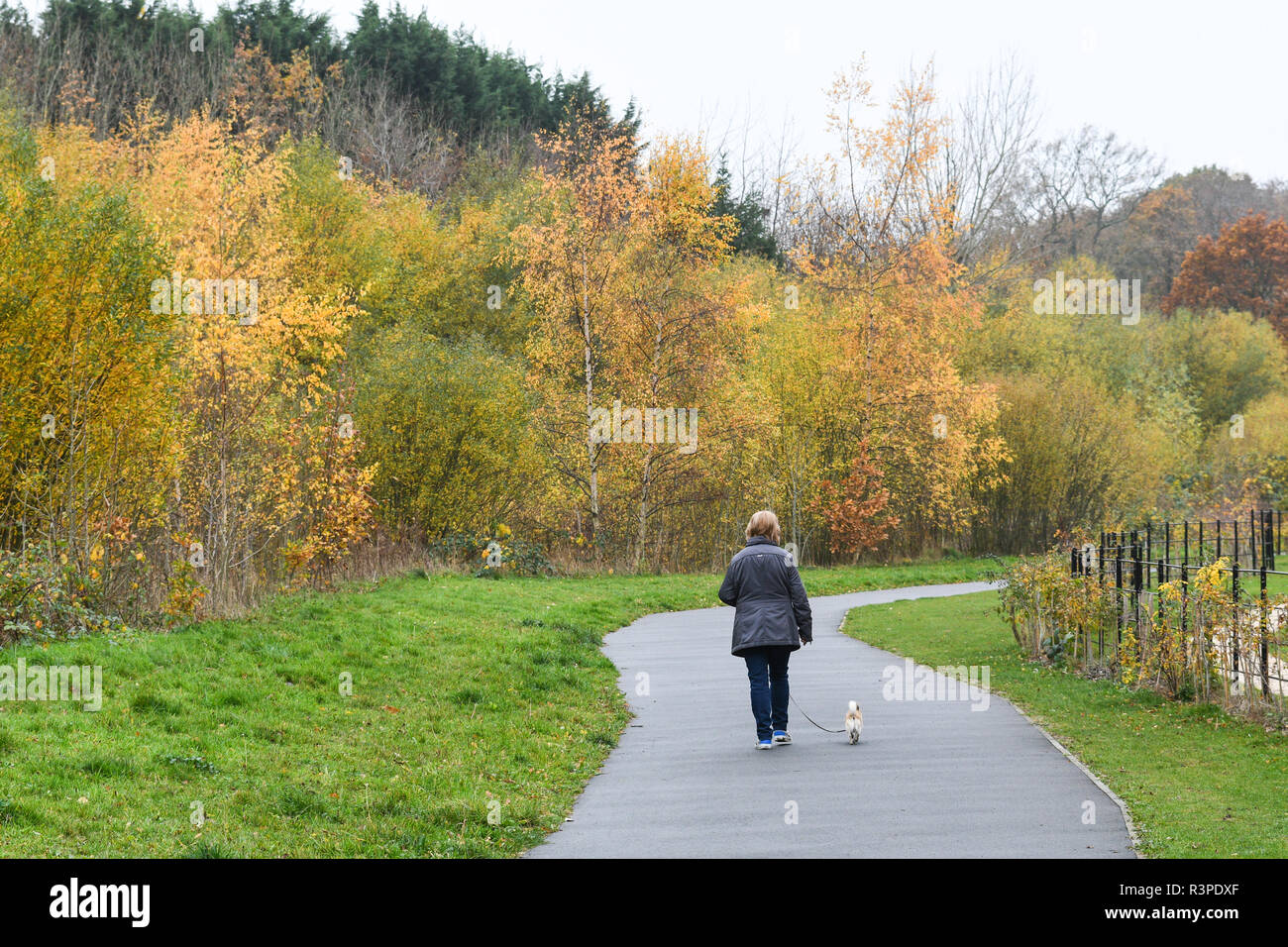 Frau wandern ein Hund im Herbst Stockfoto