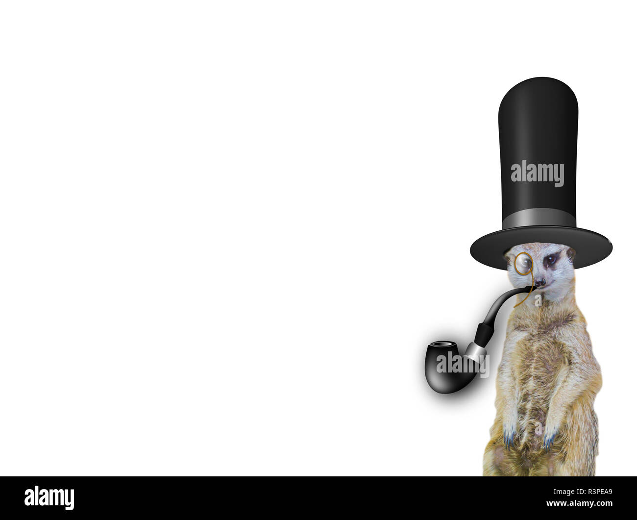 Alte englische Konzept eine lustige Elegante meerkat tragen einen hohen Hut und Rauchen die Pfeife auf weißem Hintergrund Stockfoto