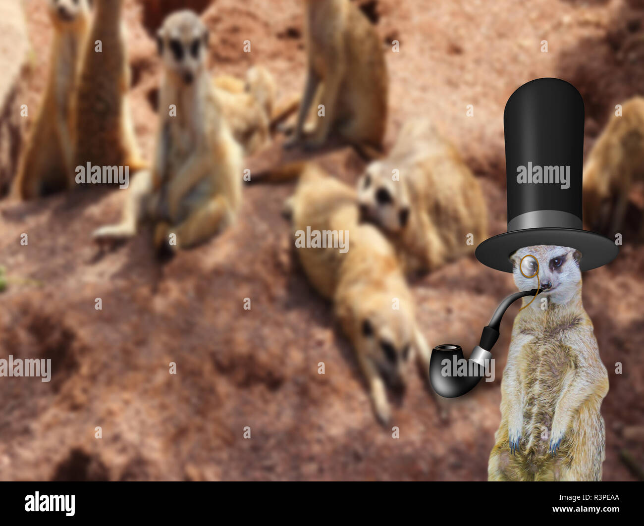 Das Kuckucksei aus einem alten englischen posh Herren meerkat trägt einen Hut stehend vor seine normale Familie. Stockfoto