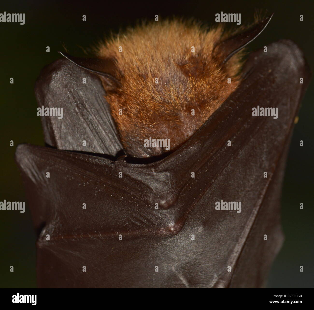 Flying foxes sehr nahe bei den Sehenswürdigkeiten Stockfoto