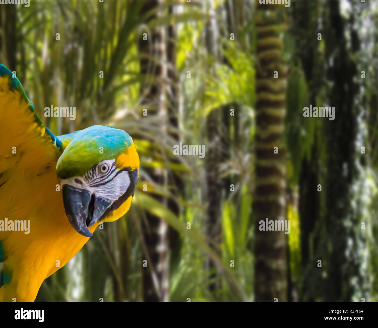 Lustige Blaue Und Gelbe Ara Papagei Auf Der Tropische Regenwald Hintergrund Isoliert Stockfotografie Alamy