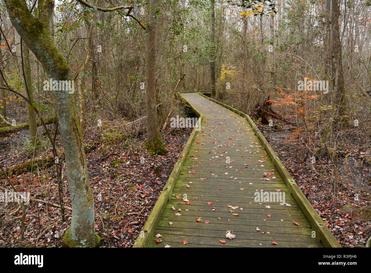 Ein Fußgänger Promenade führt in die Great Dismal Swamp am Besucherzentrum außerhalb von Mühlen, North Carolina. Stockfoto