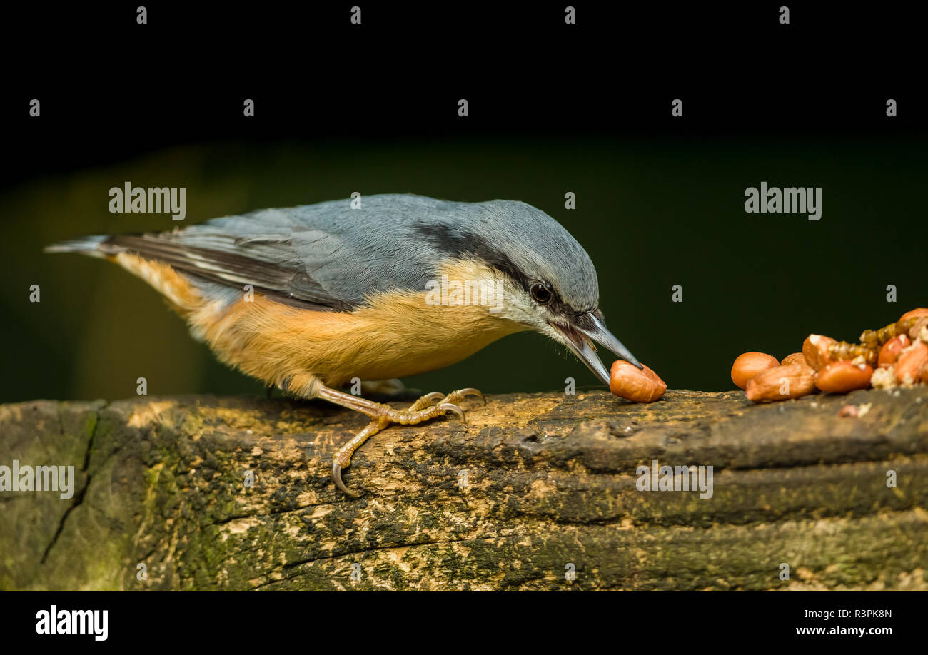 Kleiber (Sitta) bunten Garten Vogel im natürlichen Wald Lebensraum und Fütterung auf Erdnüsse mit dem Kopf nach unten. Der dunkle Hintergrund. Landschaft Stockfoto