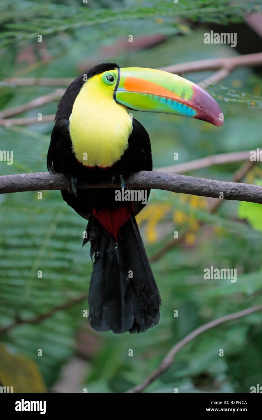 Keel-Billed Toucan oder Rainbow Billed Toucan Costa Rica Stockfoto