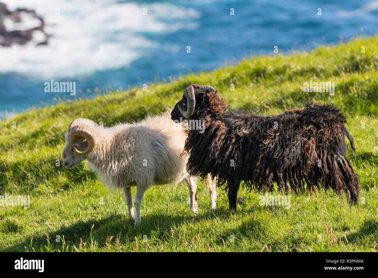Schafe auf den Färöer, Dänemark Stockfoto