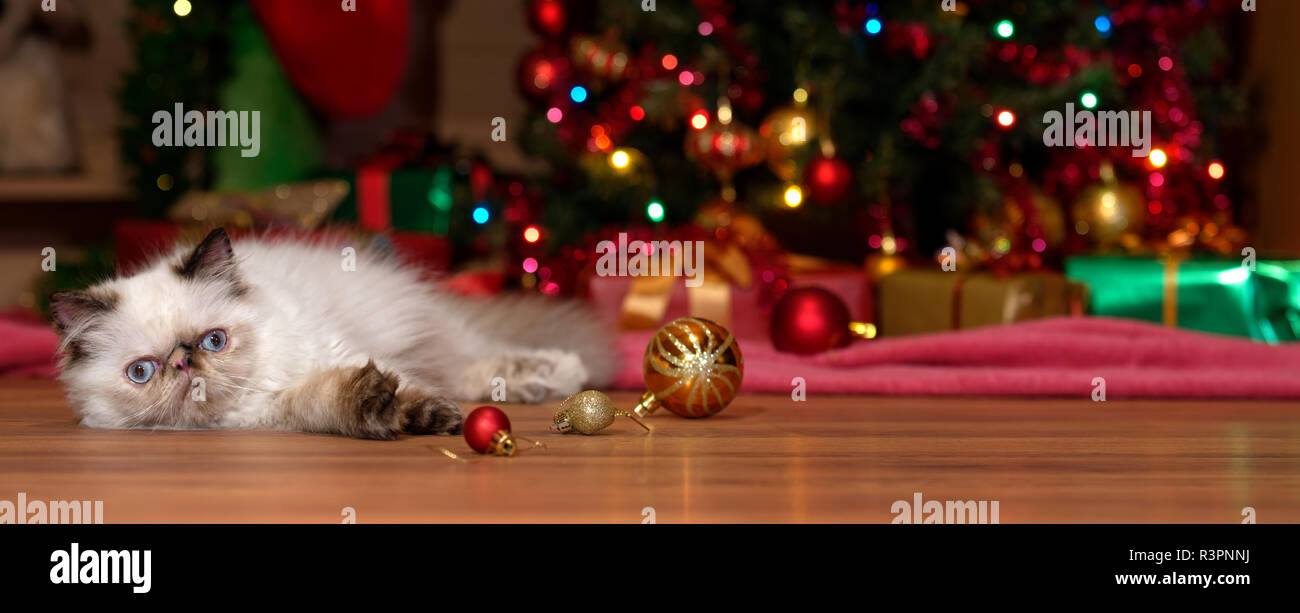 Süße Perser Colourpoint Kätzchen liegt vor ein Weihnachtsbaum mit einigen Ball Ornamente - Banner Stockfoto